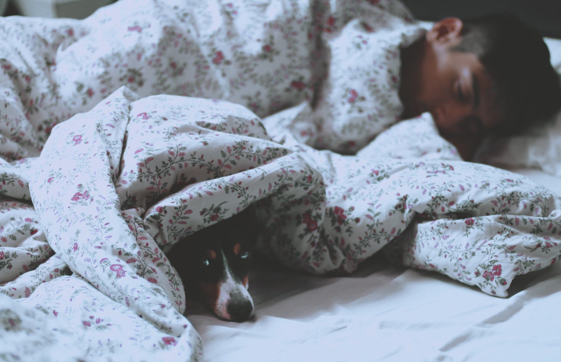 A dog snuggles with his owner underneath a comforter. 