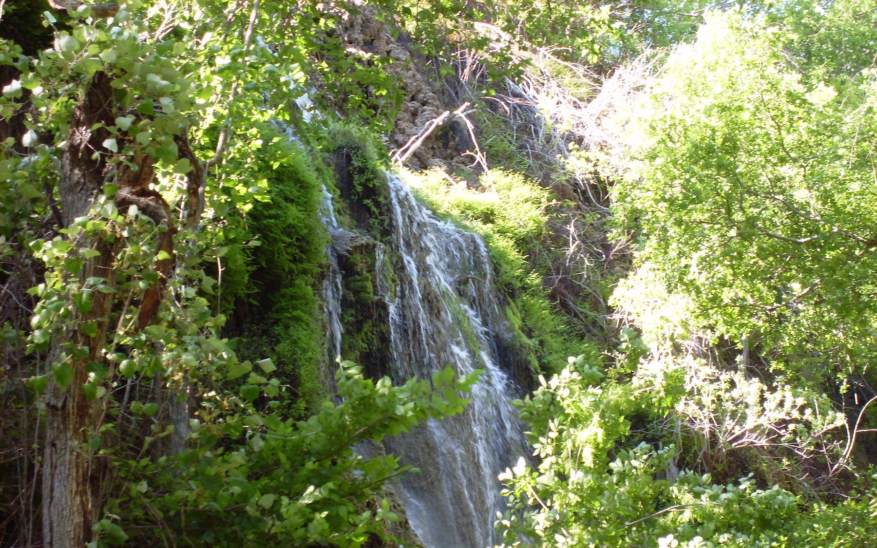 A waterfall flows through dense, leafy trees at Gorman Falls / Colorado Bend National State Parks