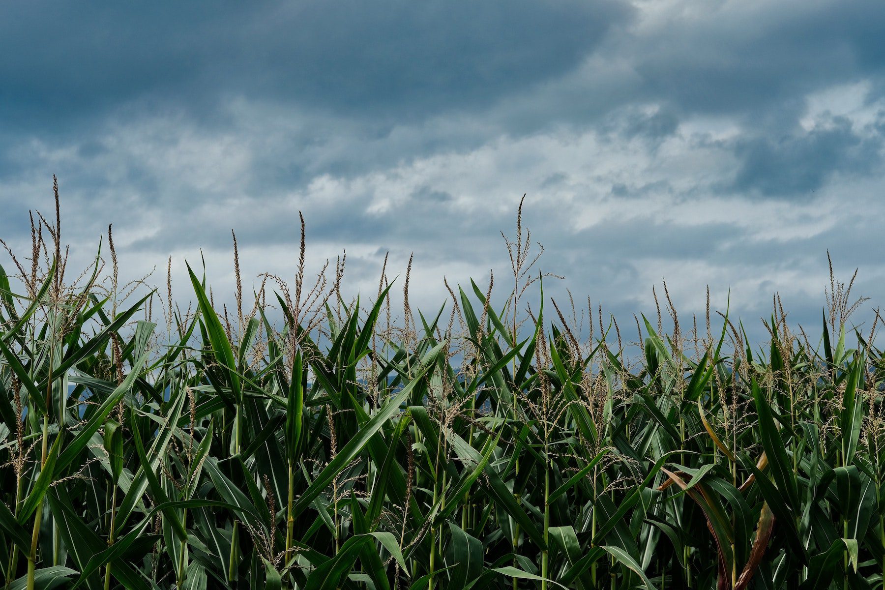 A dark cornfield under an ominous stormy sky.