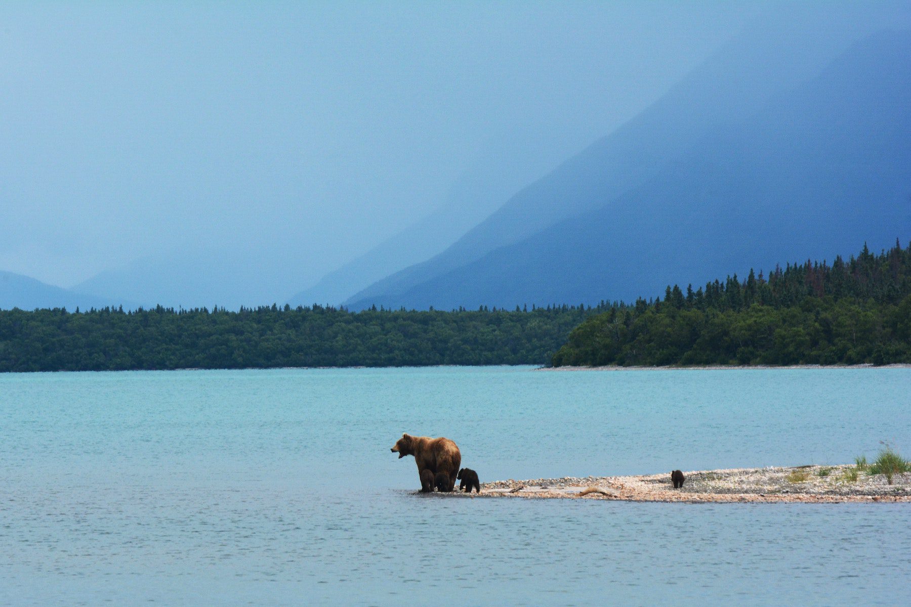 A mother bear and her cub standing on an offshoot at a lake in Katmai National Park, Alaska.