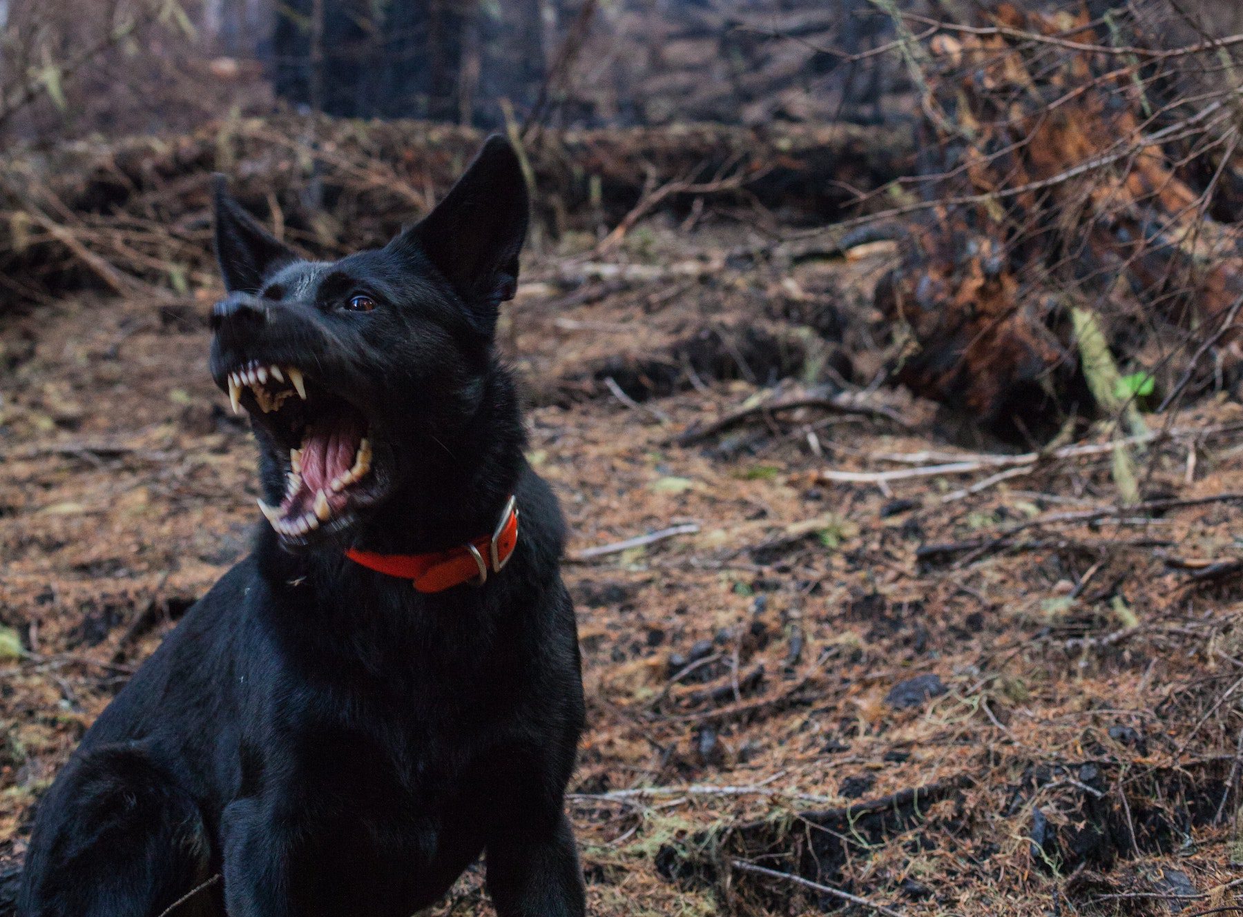 Black dog barking and baring teeth in the woods. 