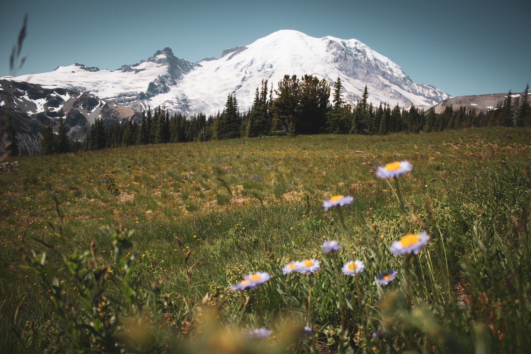 Snowy mountain behind a green meadow of wildflowers in the spring season in Mount Rainier, one of the country's lesser-visited national parks.