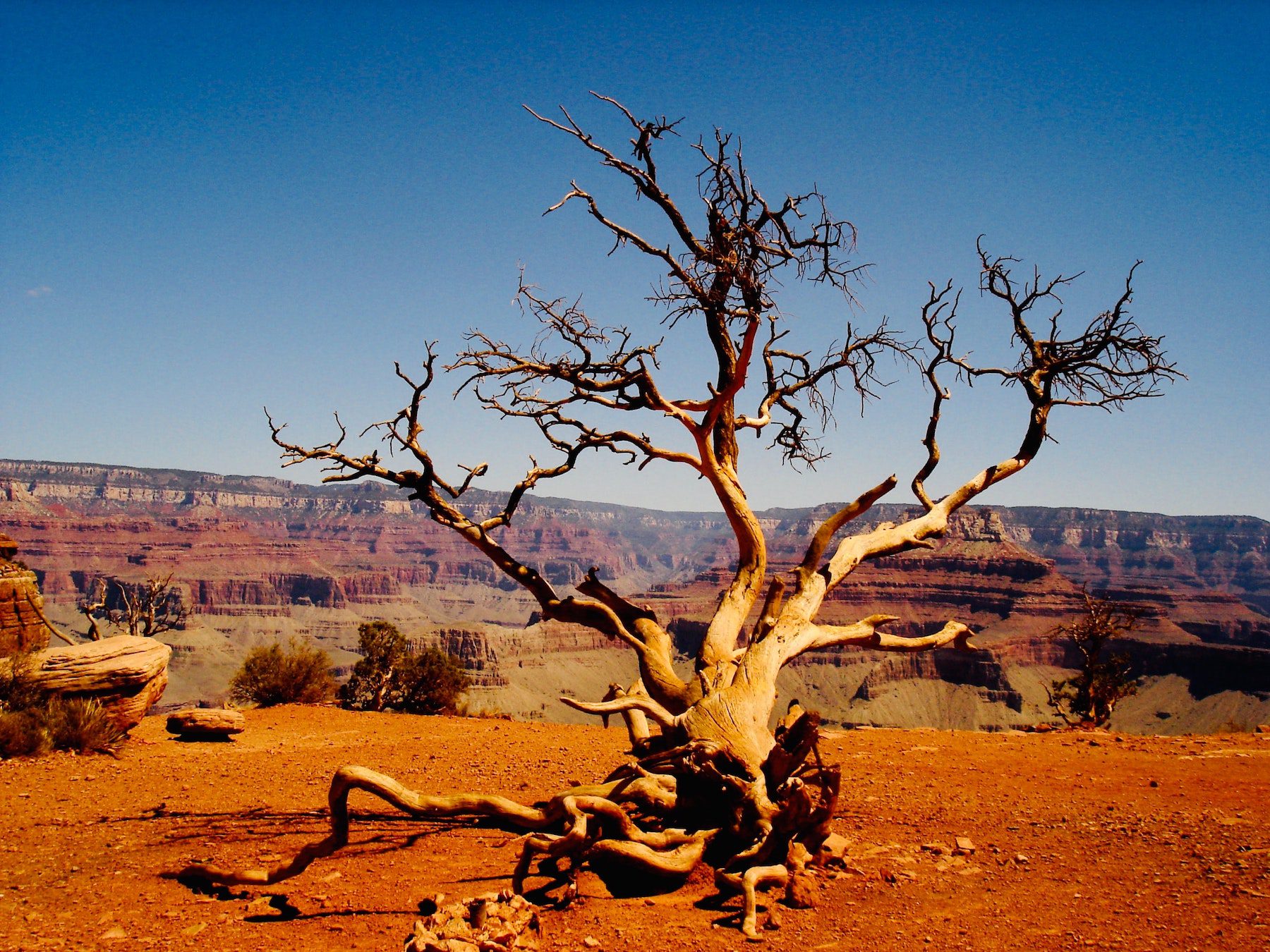 A tree with breached roots and twisted limbs from the elements in a desert portion of Grand Canyon National Park during the summer season.