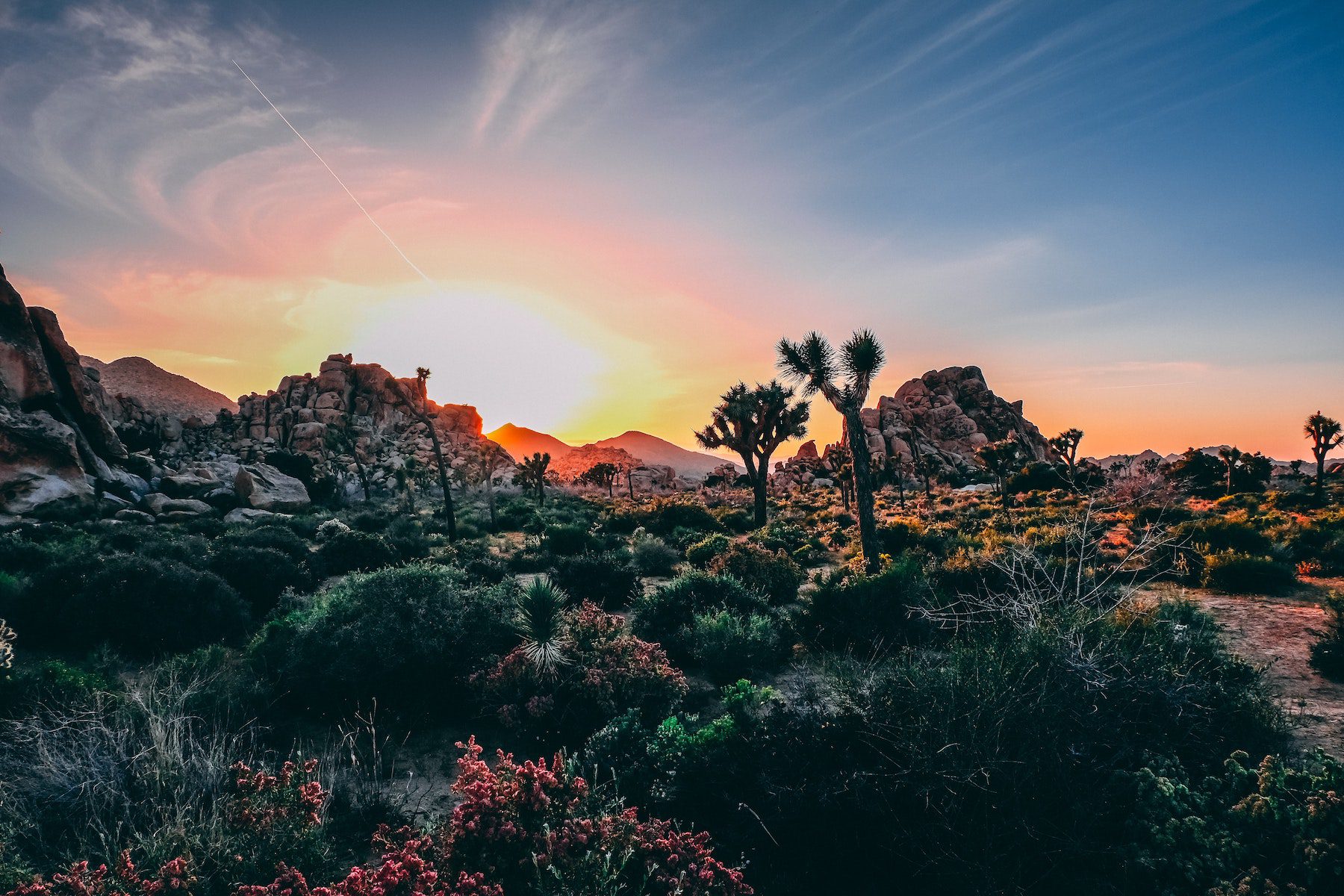 Stunning sunset over a field of Joshua Trees and desert plants in Joshua Tree National Park. 