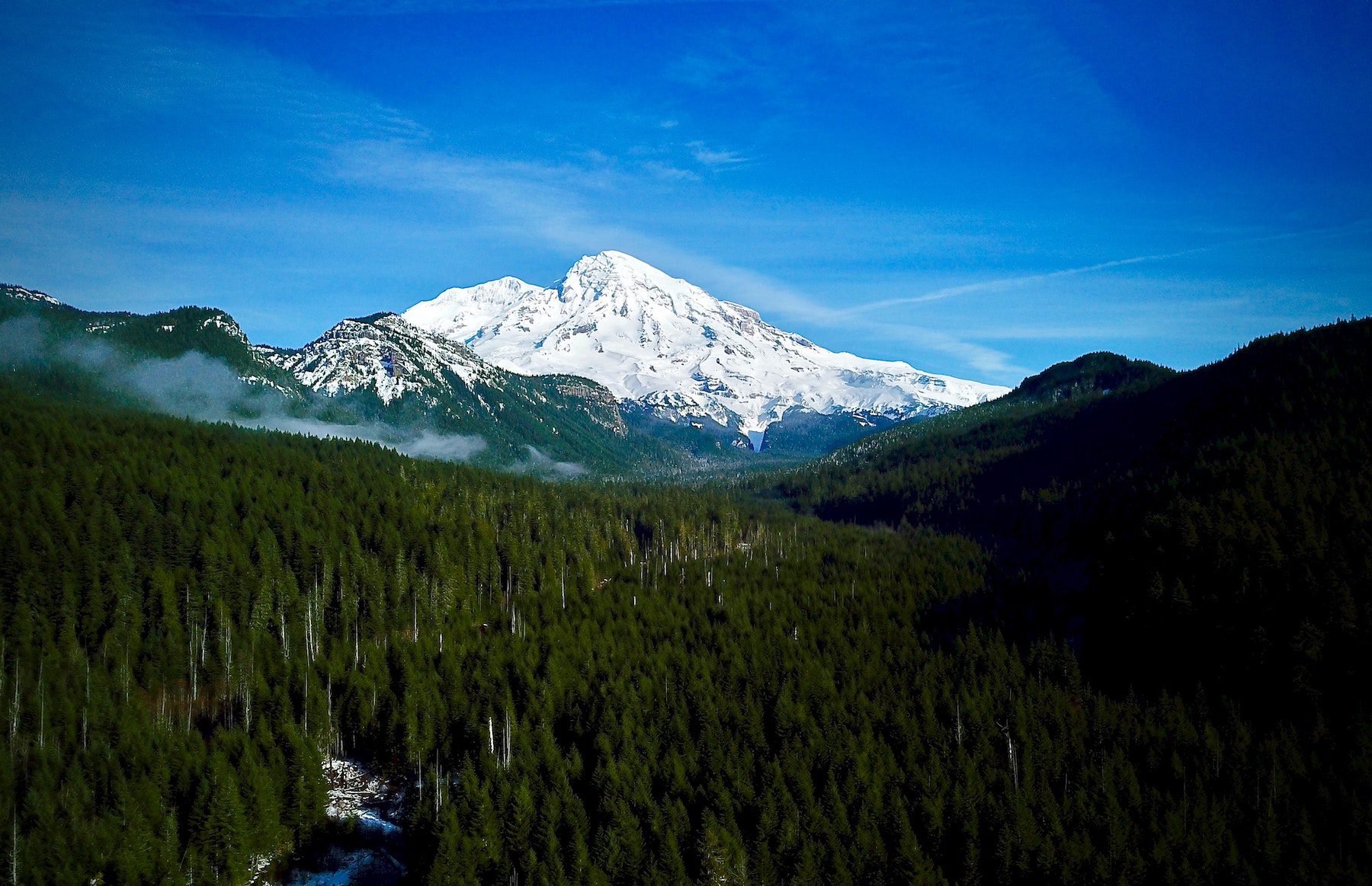 Snowy peaks in the distance over the forest in Mount Rainier National Park.