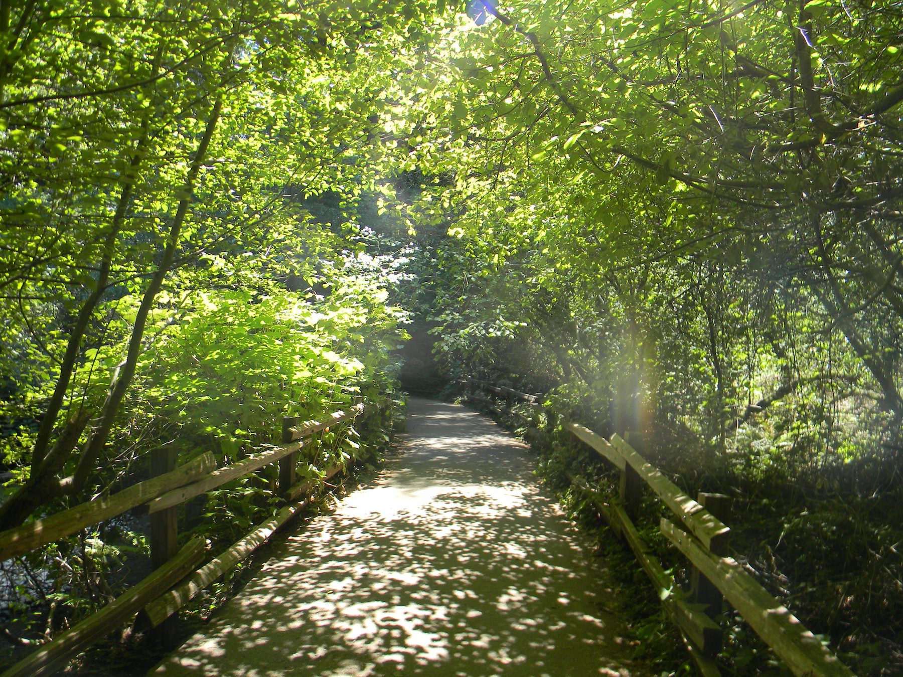 A bridge crossing through a hiking trail at Redwood National Park with lush green vegetation around. 