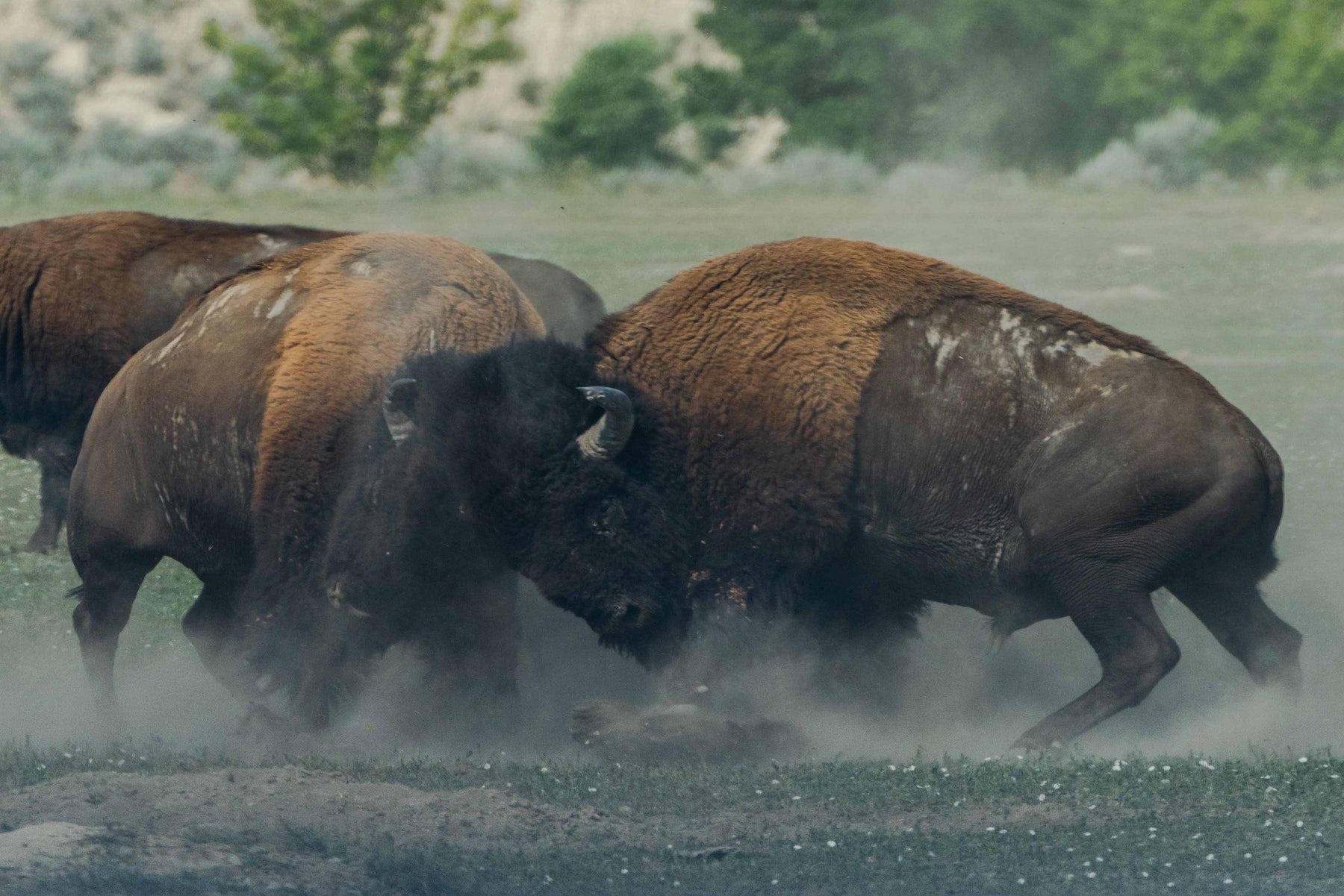 Bison headbutting in a field at Theodor Roosevelt National Park.