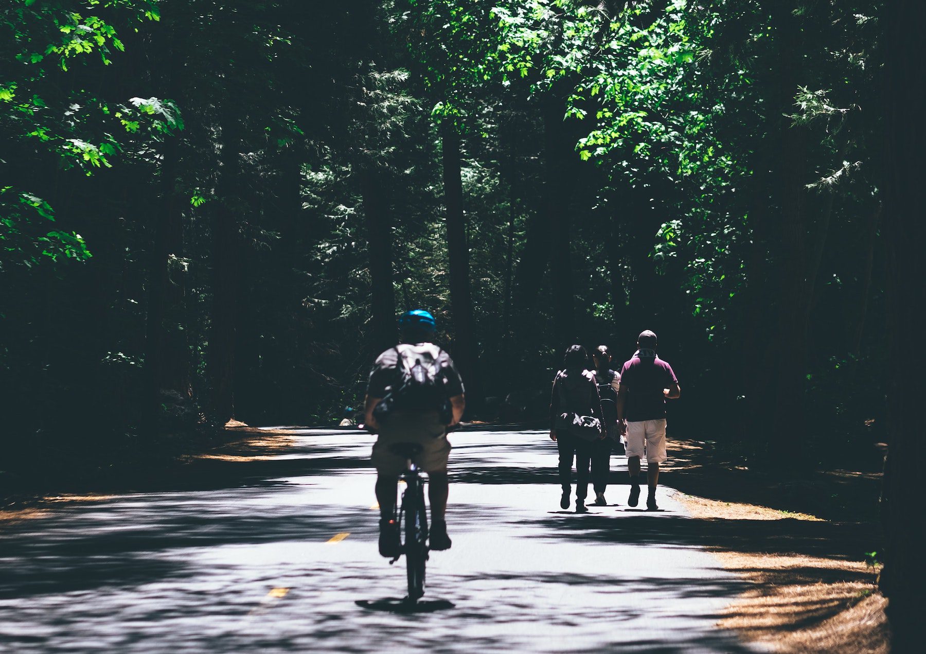 Cyclists biking on paved road through lush green forest with dappled sunlight.