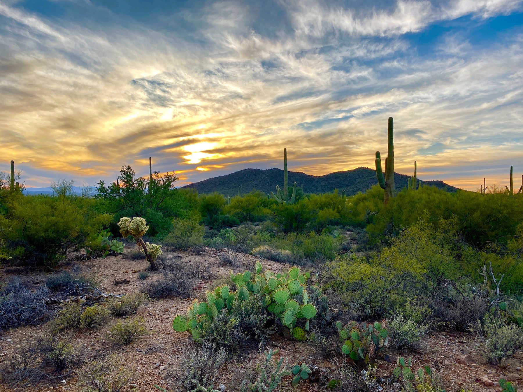 A cloudy sunrise over desert in Saguaro National Park with desert greenery and hills in the background